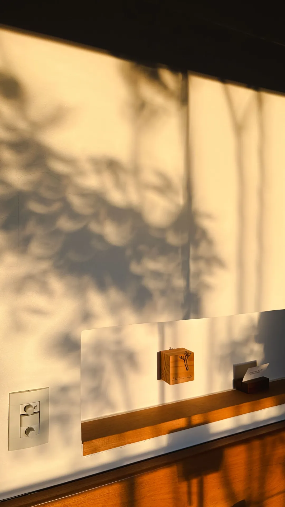 Luz do fim de tarde e sombra de folhas na parede